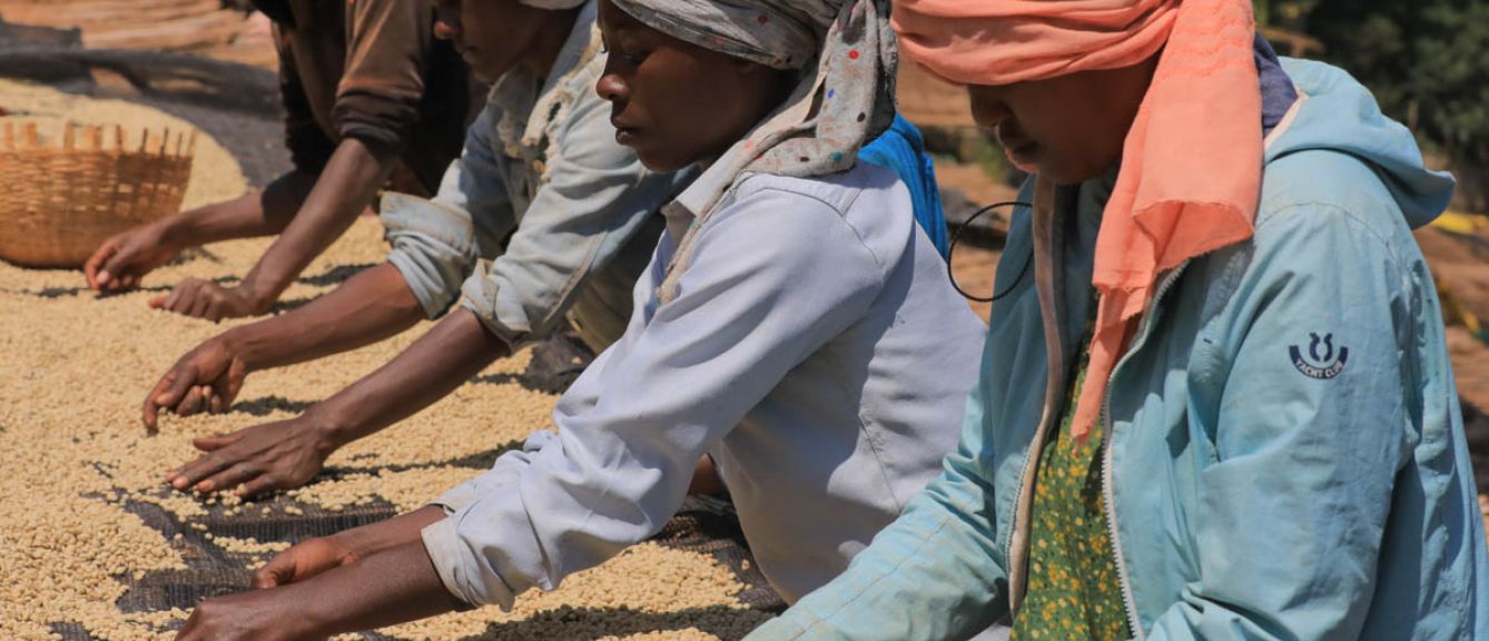 Ethiopia Gerba Hechere