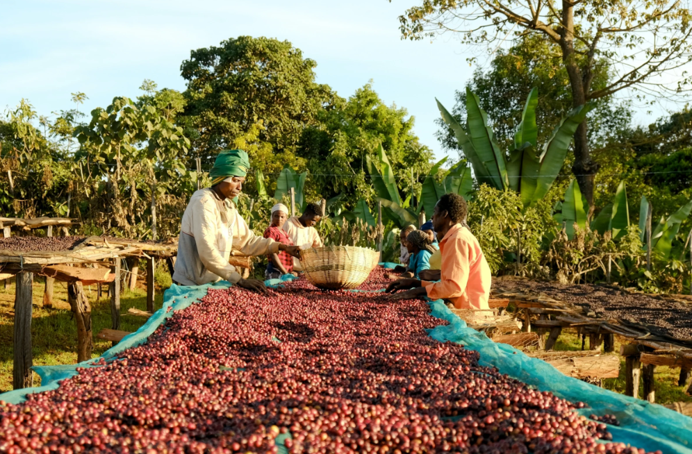 Ethiopia Uraga Gogogu Washed