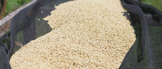 Kenya Nyeri Ichamama Peaberry