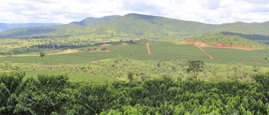 Zambia Misambo Anaerobic Natural